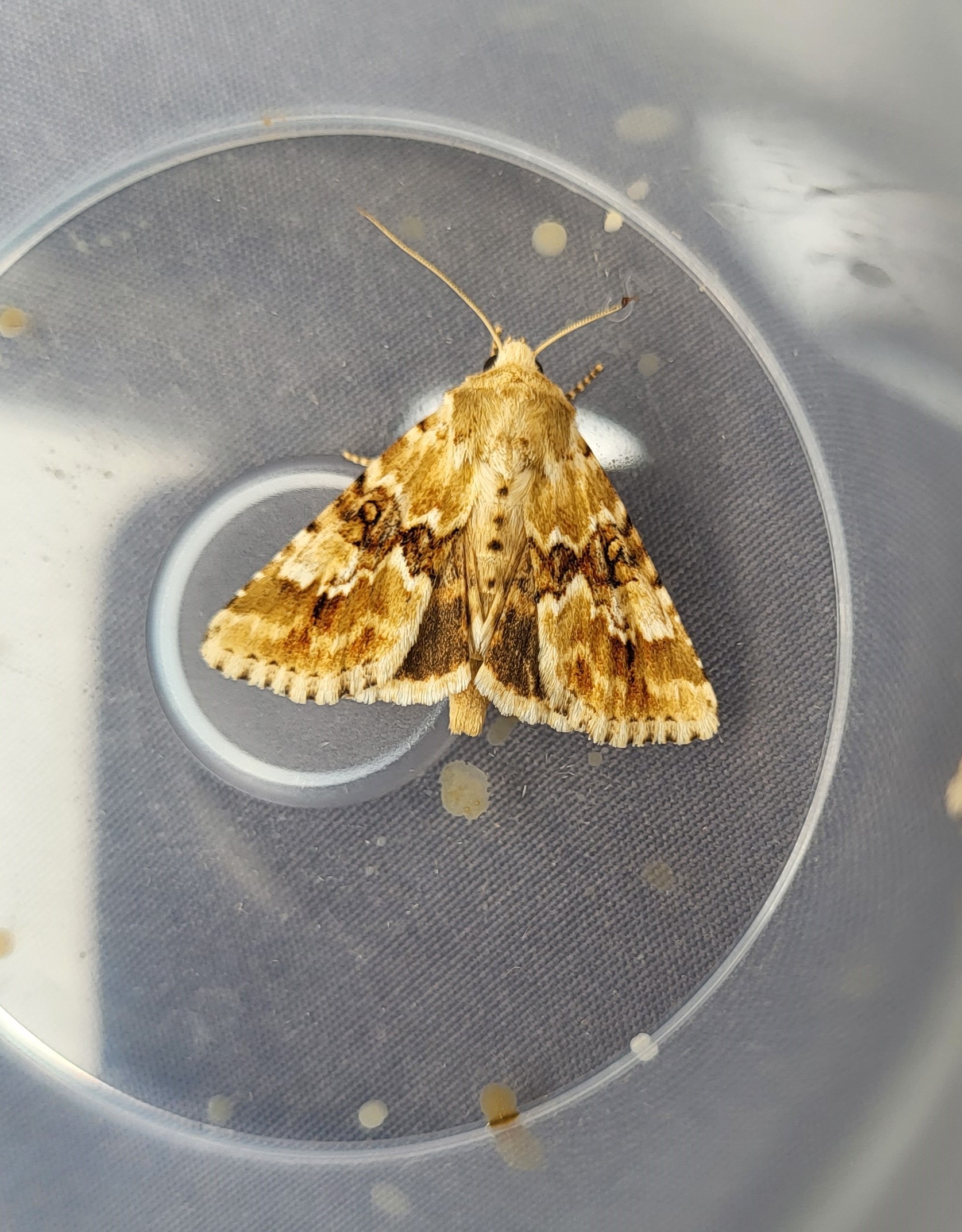 Photo of Dusky Sallow (Eremobia ochroleuca)
